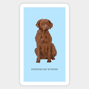 cute chesapeake bay retriever dog Magnet